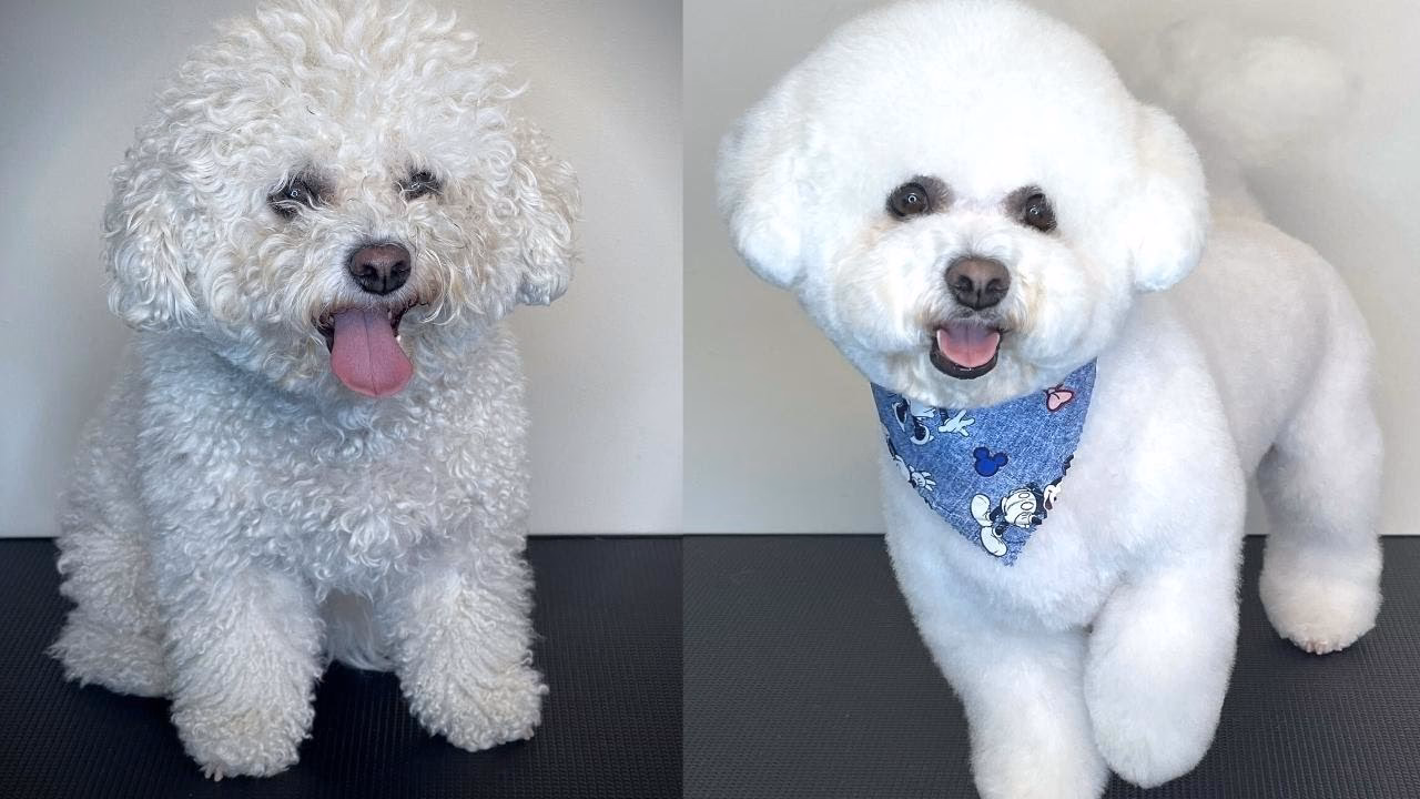 Quelle est la différence entre un Bichon en Coupe ciseaux et un Yorkshire ?
