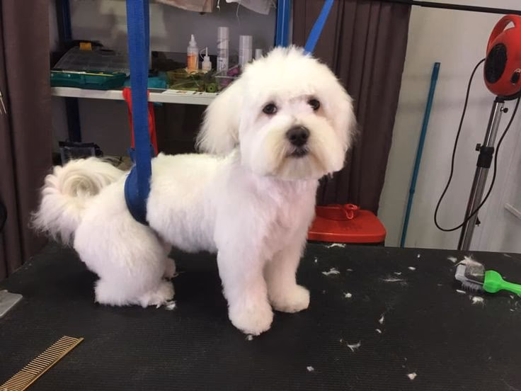 Qu'est-ce qui définit le bichon maltais ?