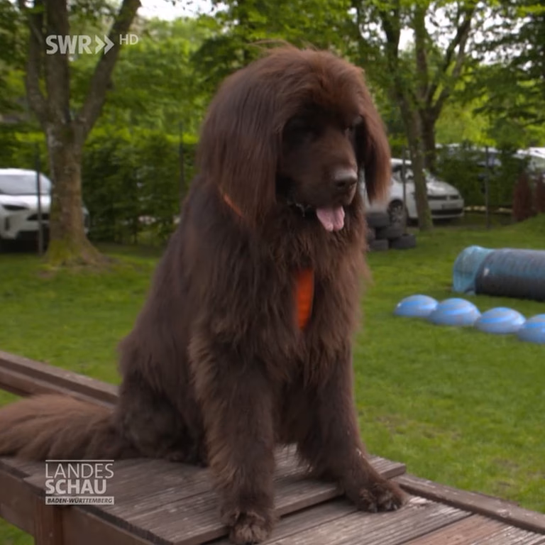 Kann man als Hundefriseur in der Schweiz arbeiten?