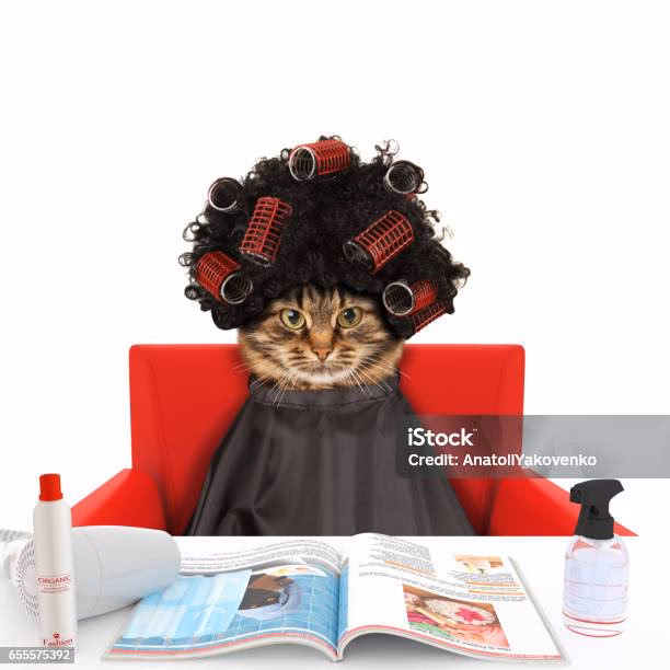 Wie sieht eine frisch geschorene Katze aus?