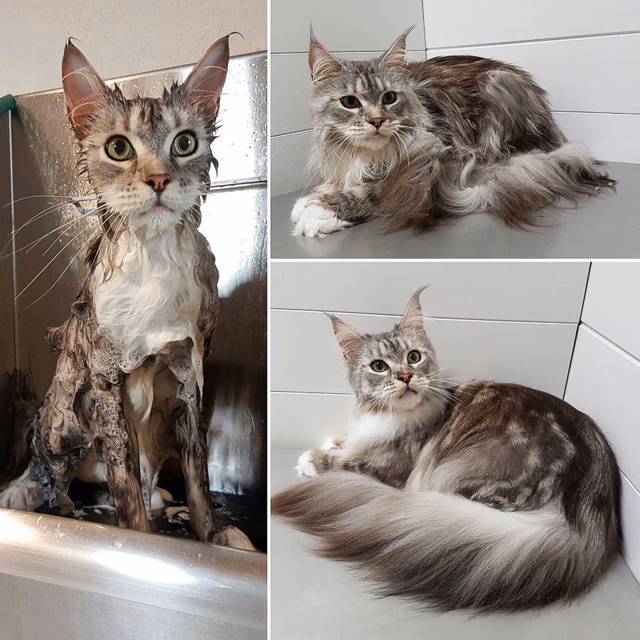 Warum vertragen Katzen nicht Autofahren?