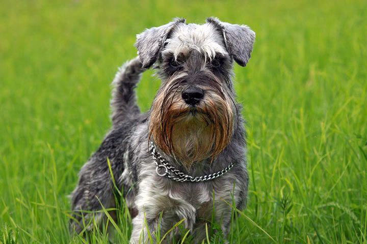 Wie oft muss man den Schnauzer trimmen?